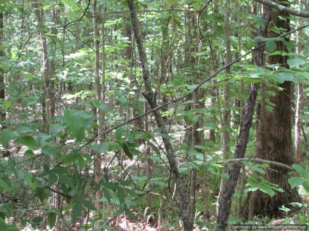 0 Mt Zion Road Camden, MS 39045 - Photo 8 of 11 Photo 8