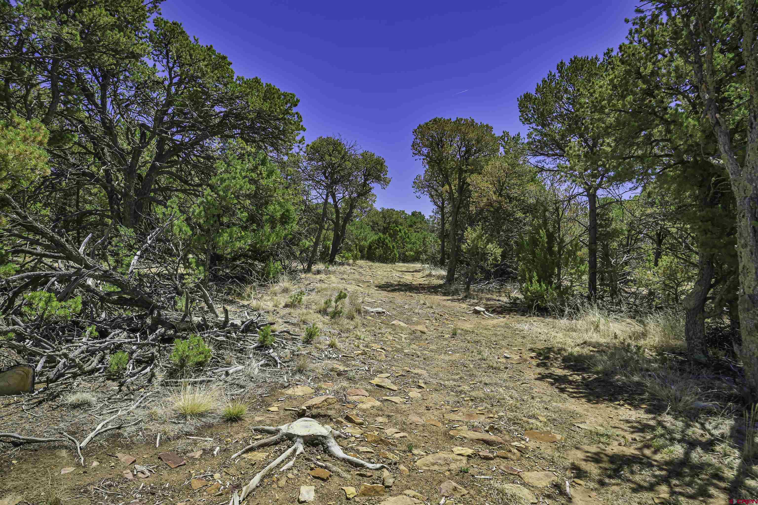 Tbd Tbd Rikki Rowdy Place Aguilar, CO 81020 - Photo 2 of 45