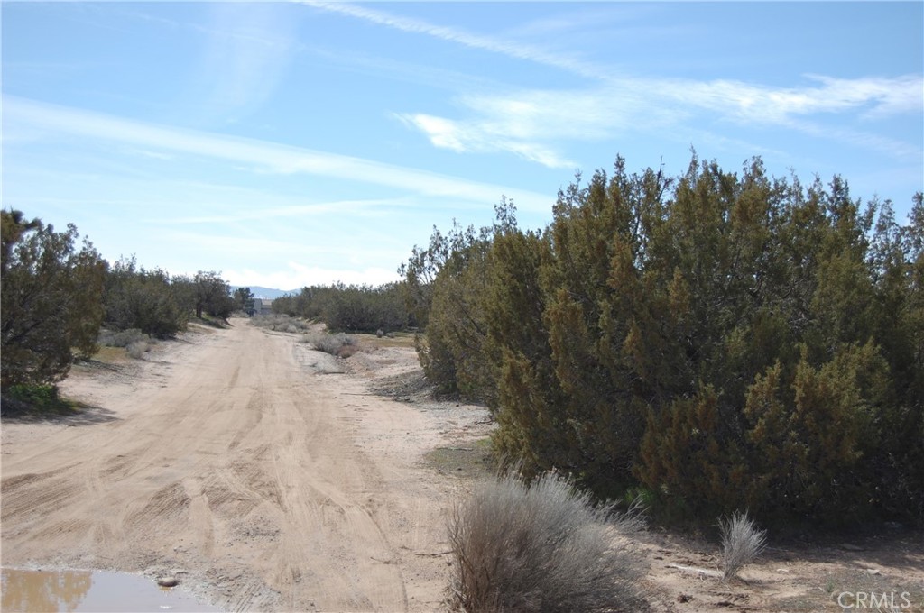 17111 Ranchero Street Hesperia, CA 92345 - Photo 7 of 13 a view of a dry yard with trees