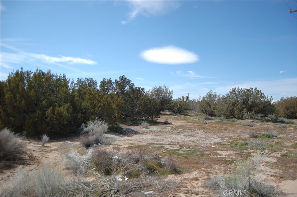 17111 Ranchero Street Hesperia, CA 92345 - Photo 8 of 13 a view of a dry yard with trees