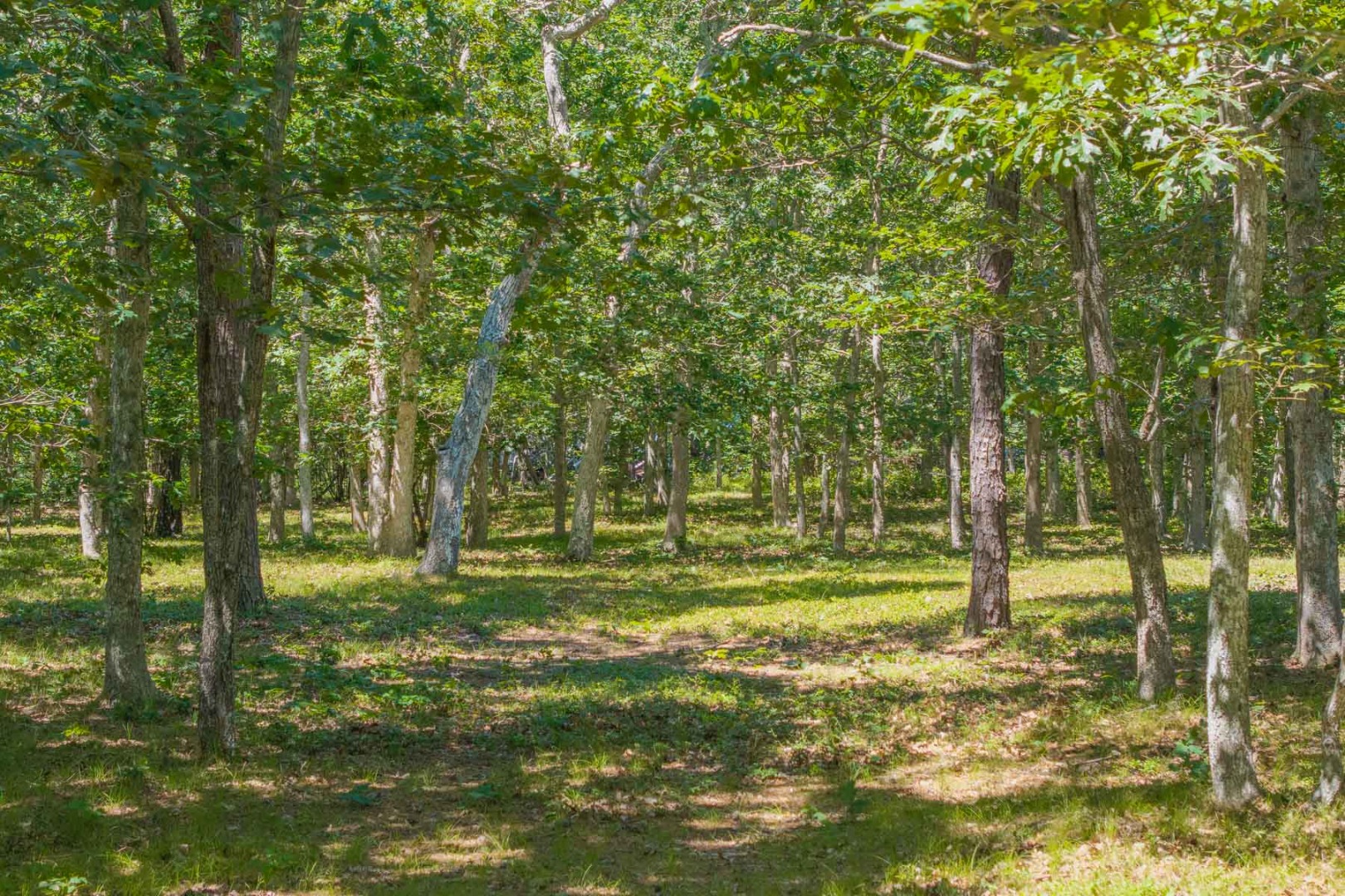 4 Wilsons Lane Edgartown, MA 02539 - Photo 15 of 17 a view of a park with large trees