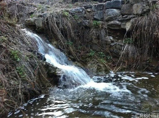a view of a yard with plants and large trees