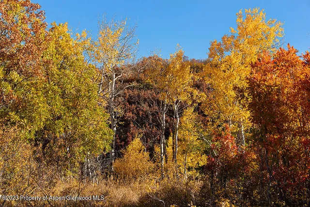 a view of a tree with a house in front of it