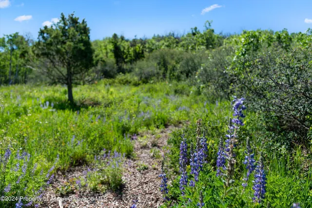 a view of a lush green forest
