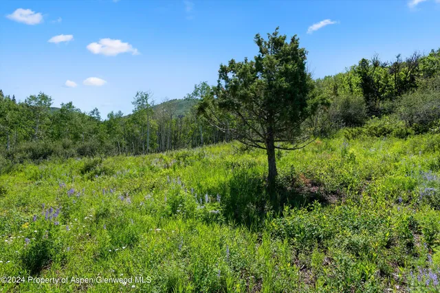 a view of a lush green forest