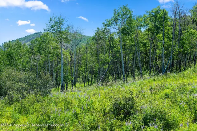 a view of a lush green space