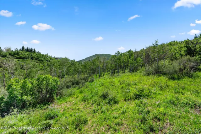 a view of a bunch of trees in a field