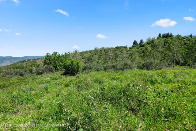 a view of a big yard with a tree