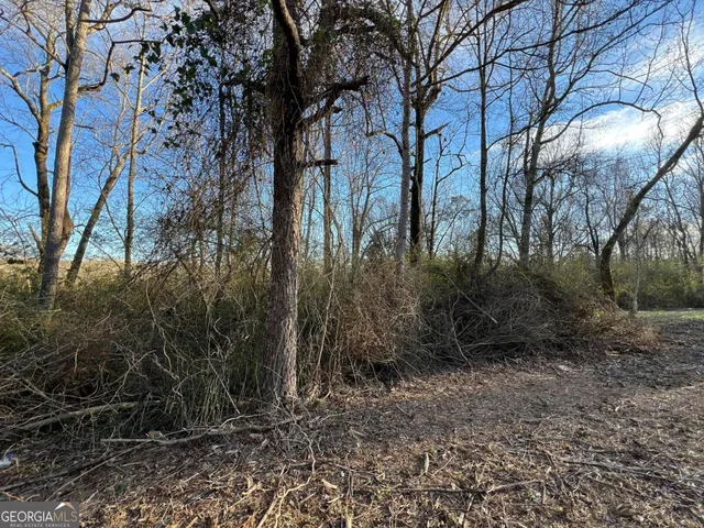 a view of a forest with large trees