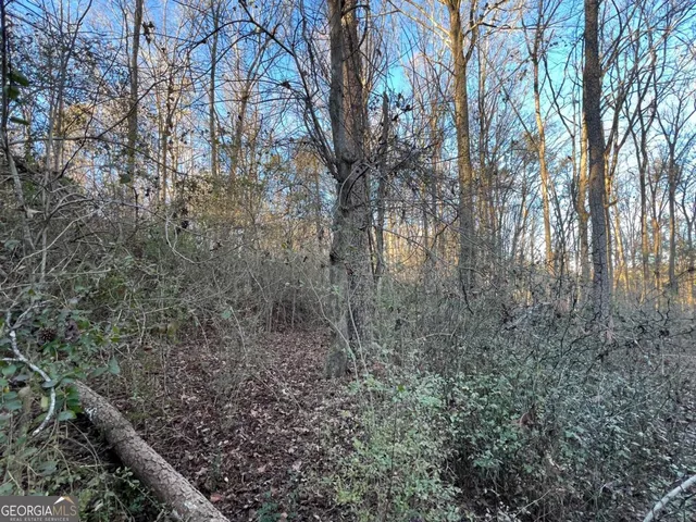 a view of a forest with trees in the background