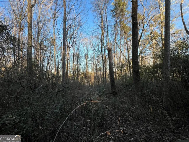 a view of a forest with a trees