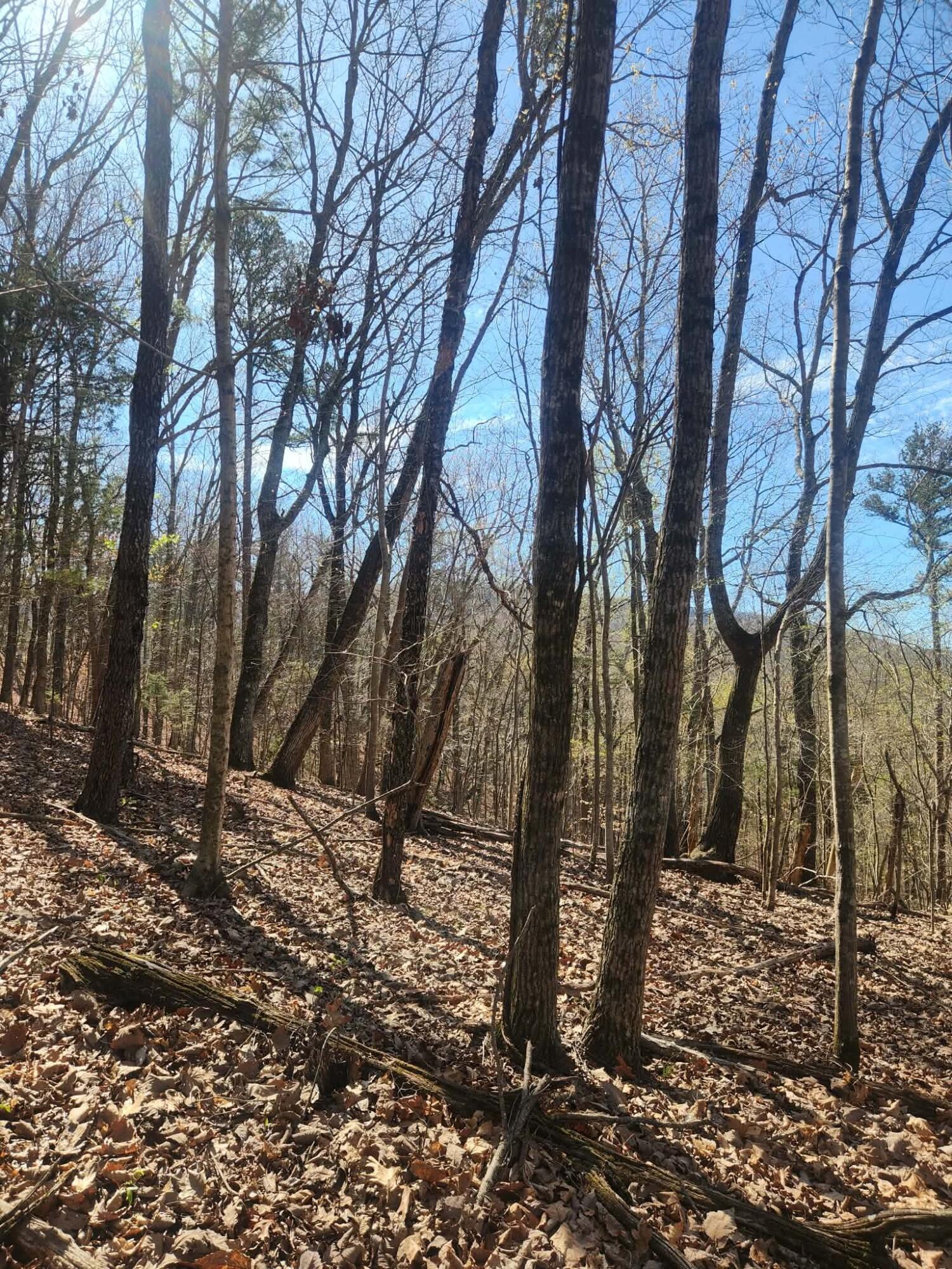 0 F Graham Road Dunlap, TN 37327 - Photo 12 of 23 2ada93c6-a4e7-42df-a825-42f24798d4ee