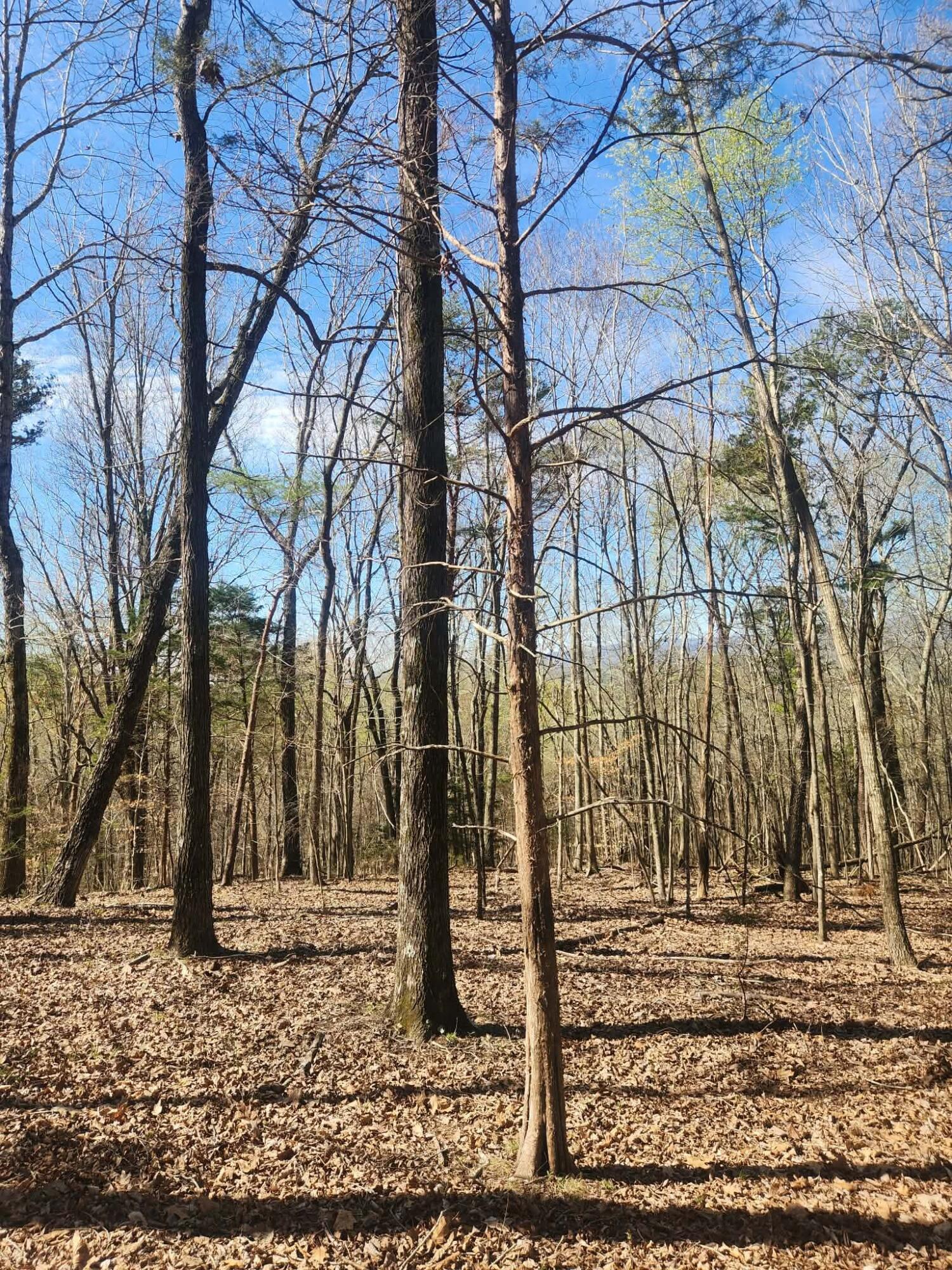 0 F Graham Road Dunlap, TN 37327 - Photo 8 of 23 f1fb132a-40d2-4ec9-8355-9f252d8db9aa