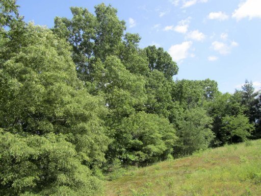 Lot 2 Harrison Ferry Road Baneberry, TN 37890 - Photo 14 of 15 Additional Photo