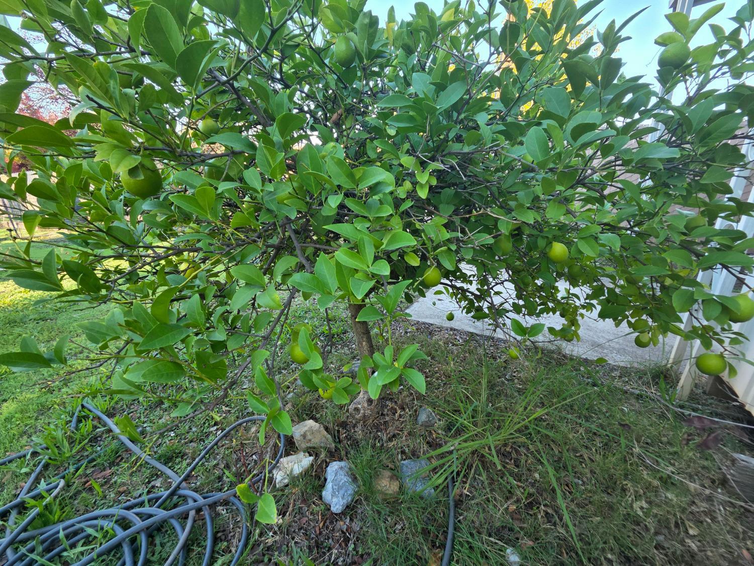 5200 Cavitt Stallman Road, Unit 1 Granite Bay, CA 95746 - Photo 29 of 41 a view of a plant in a garden