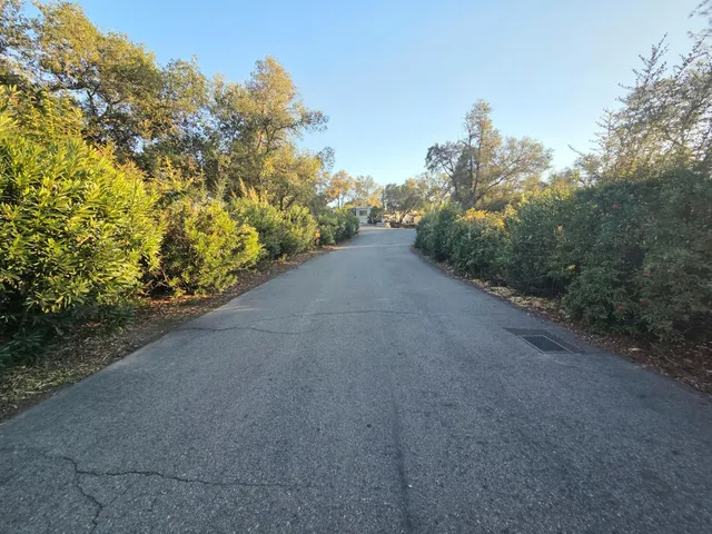a view of a forest with trees in the background