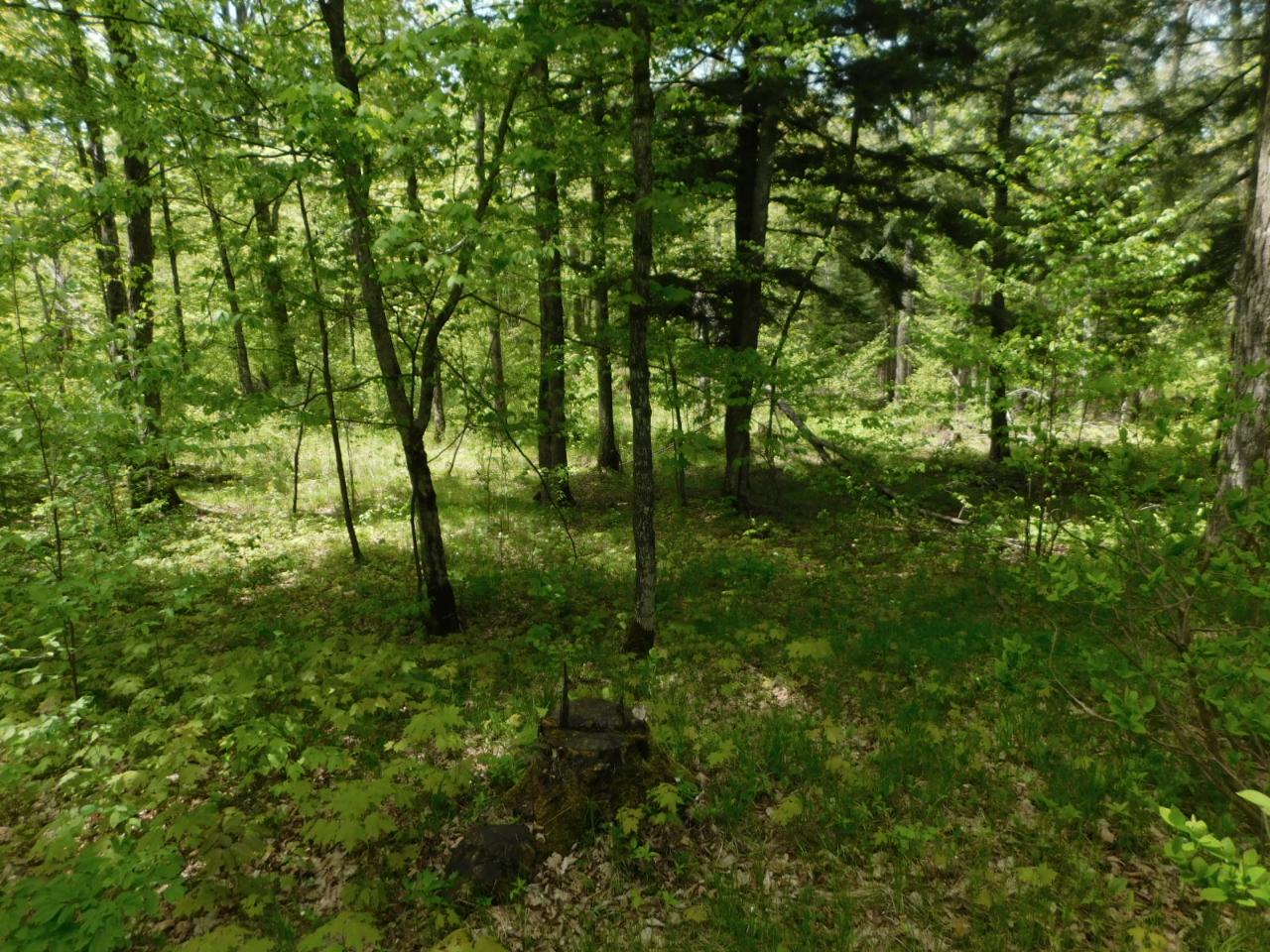 40-acres 40-acres Fox Farm Road Tomahawk, WI 54487 - Photo 10 of 11 Gallery Image 10