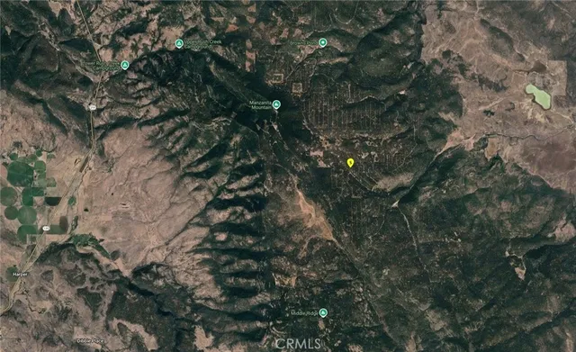 a view of a tree in a forest