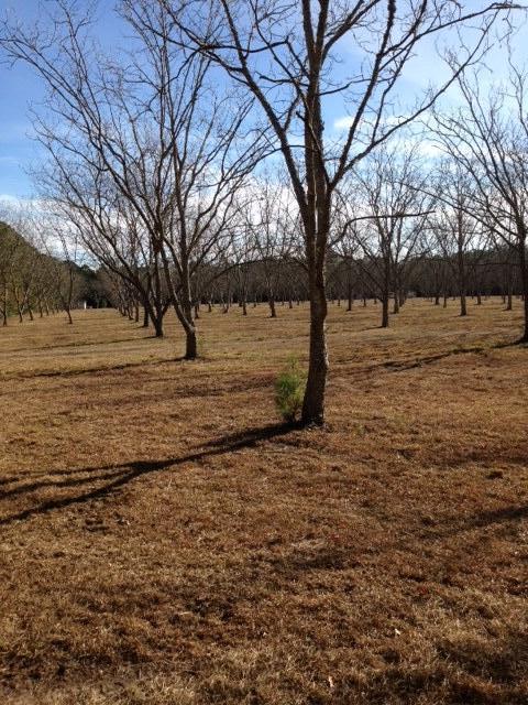 761 Wilson Cemetery Road Awendaw, SC 29429 - Photo 15 of 16 IMG_0270