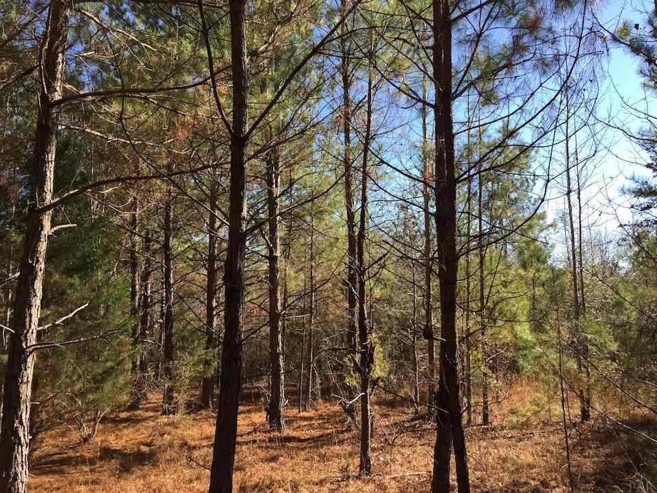 Red Creek Road Millry, AL 36558 - Photo 14 of 19
