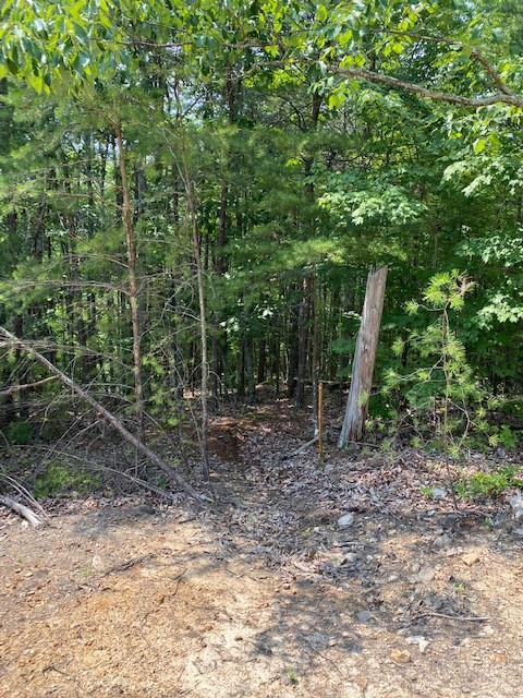 a view of a forest filled with trees