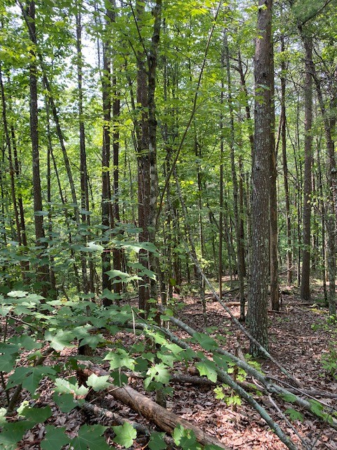 0 Piney Point Road Northeast Spring City, TN 37381 - Photo 11 of 12 a view of outdoor space and green space