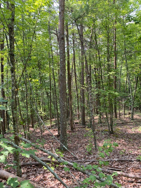 0 Piney Point Road Northeast Spring City, TN 37381 - Photo 12 of 12 a view of outdoor space and green space