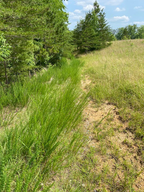0 Piney Point Road Northeast Spring City, TN 37381 - Photo 4 of 12 a view of a lake from a yard