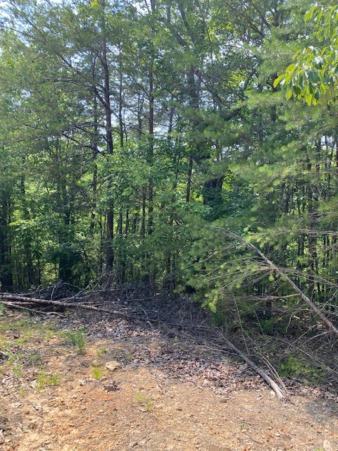 0 Piney Point Road Northeast Spring City, TN 37381 - Photo 6 of 12 a view of a forest with trees