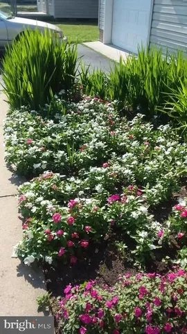 a view of a flower in a garden