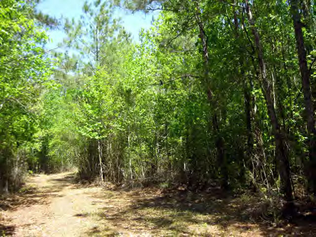 Swilley Road Wesson, MS 39191 - Photo 1 of 1 Main View