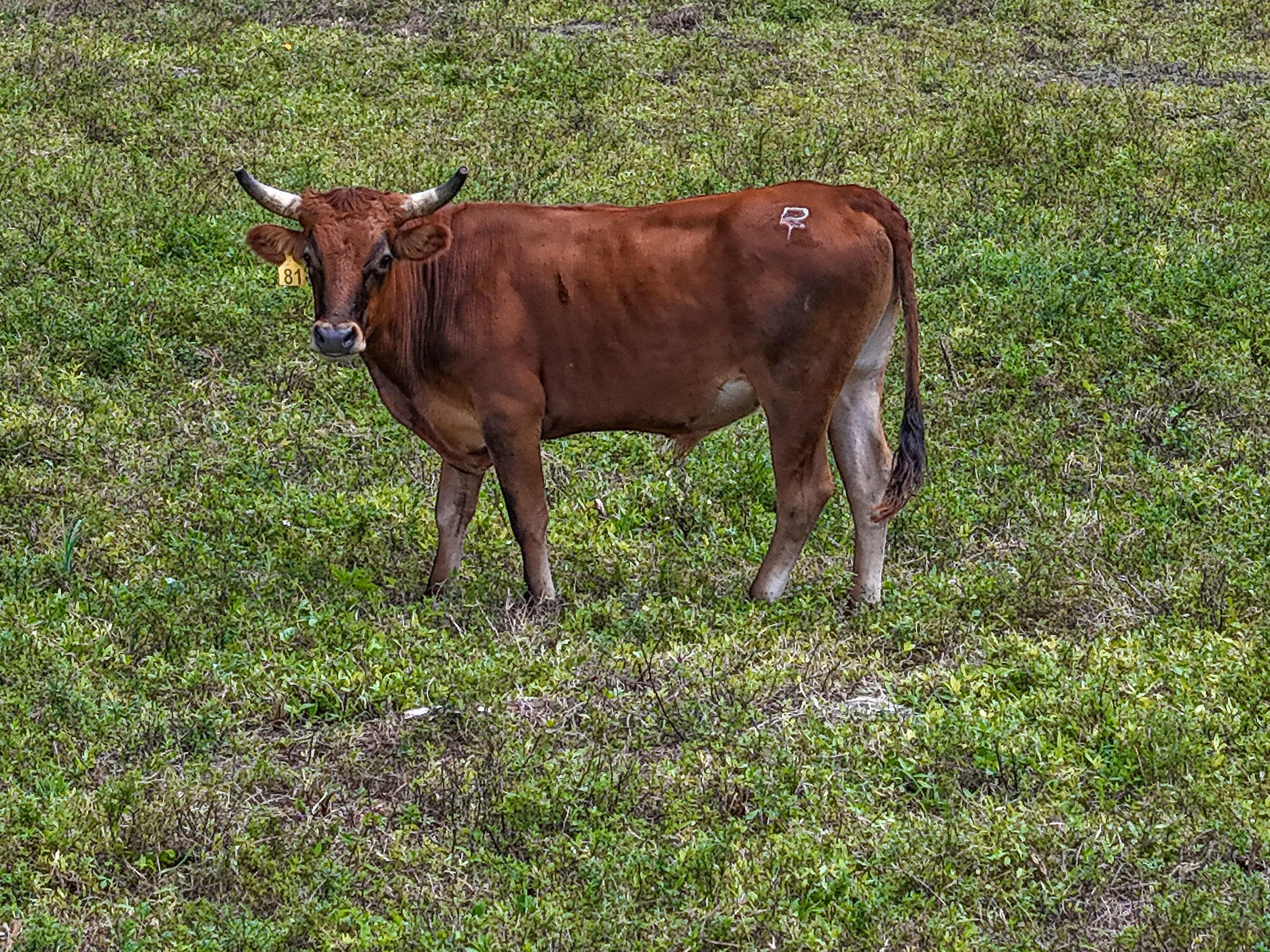 2374 A Road Loxahatchee Groves, FL 33470 - Photo 11 of 15 a view of a horse with a colt and back yard