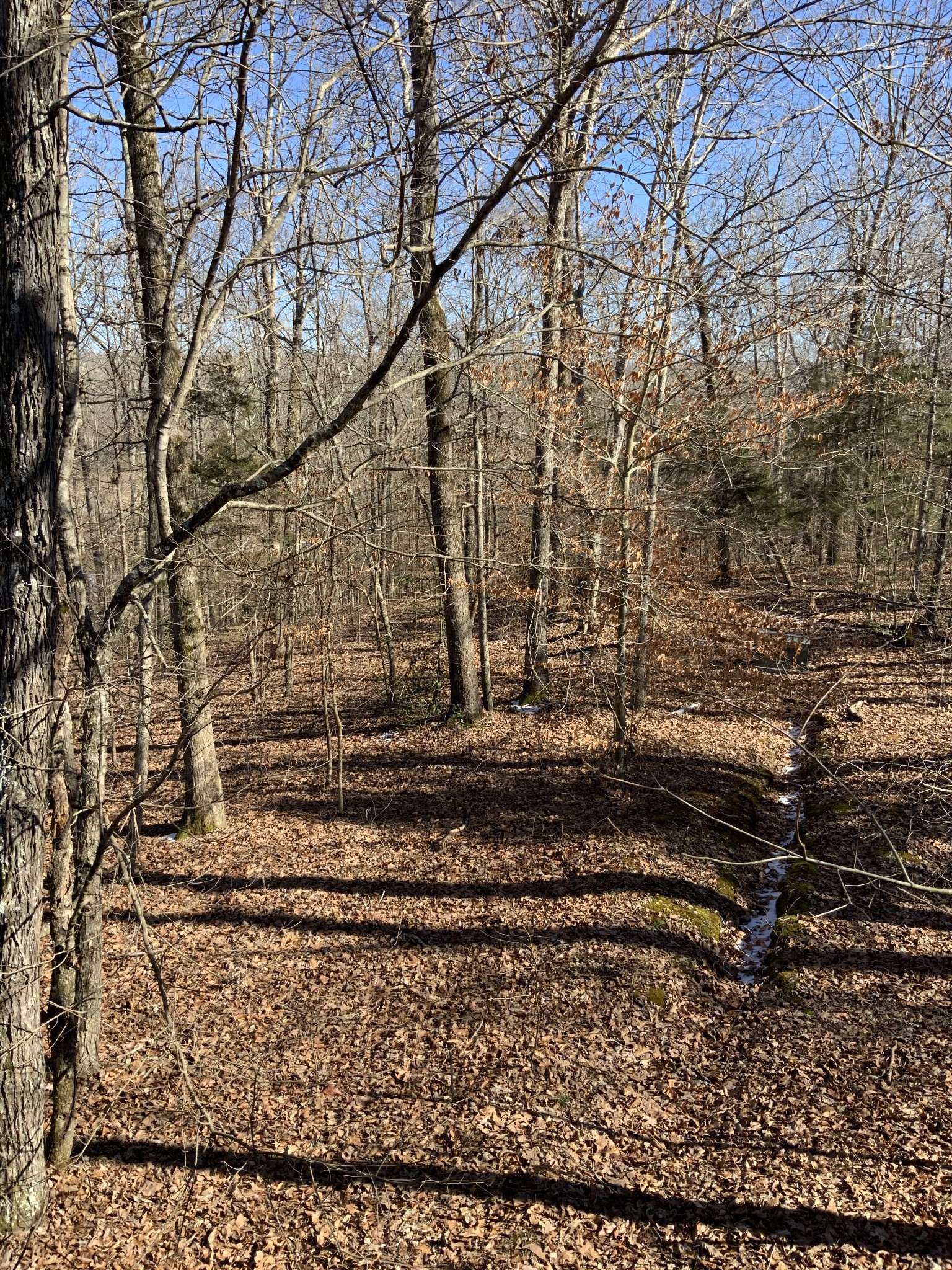 3000 Shiloh Church Road Camden, TN 38320 - Photo 21 of 33 Gallery Image 21