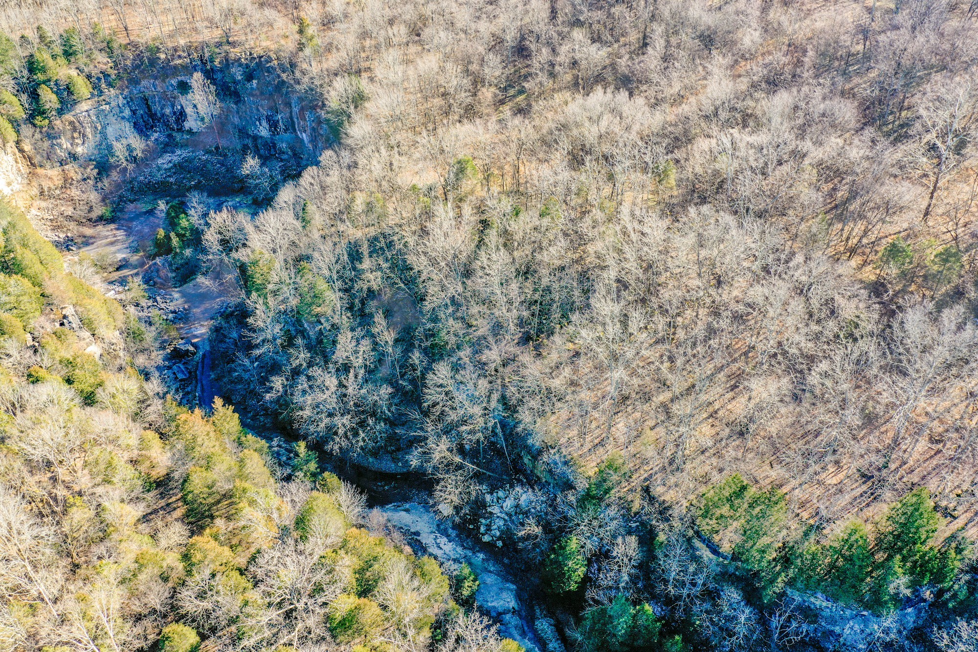 a view of a yard with plants and flowers