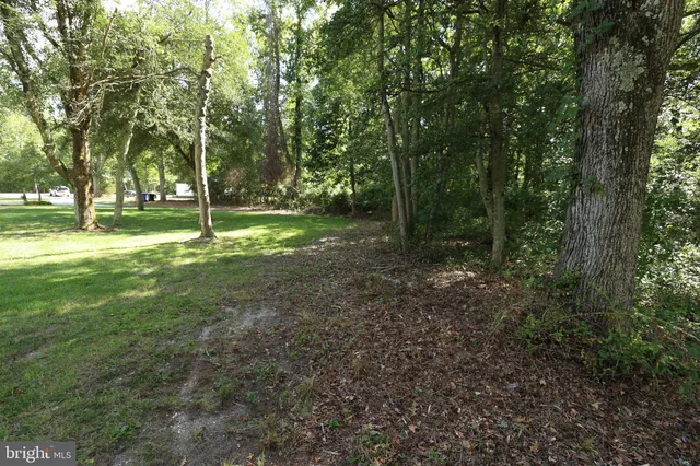 a view of a dry yard with trees