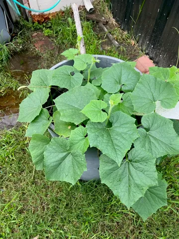 a backyard of a house with a yard and outdoor seating