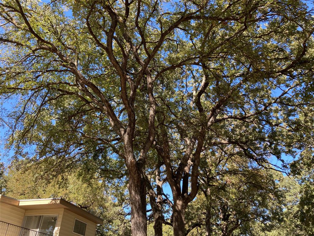 11655 Randle Lane Fort Worth, TX 76179 - Photo 7 of 35 a view of tree