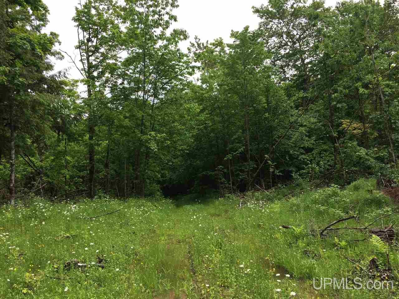 245 Maple Grove Road Skandia, MI 49885 - Photo 4 of 14