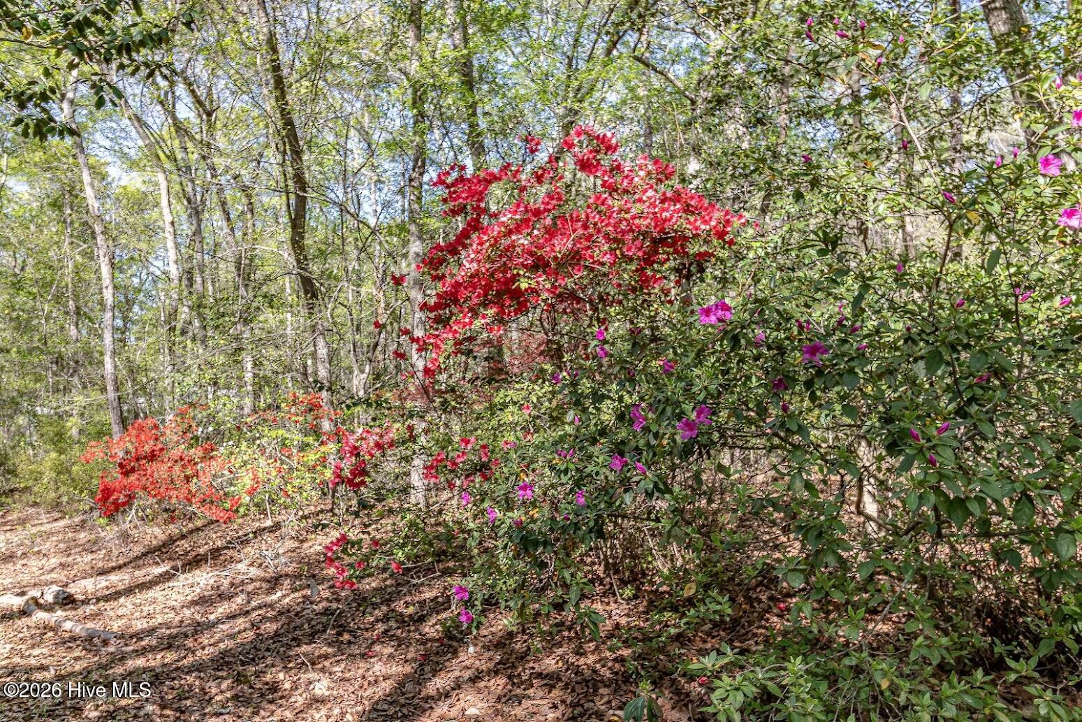 345 Rock Road Goldsboro, NC 27534 - Photo 4 of 30 azaleas