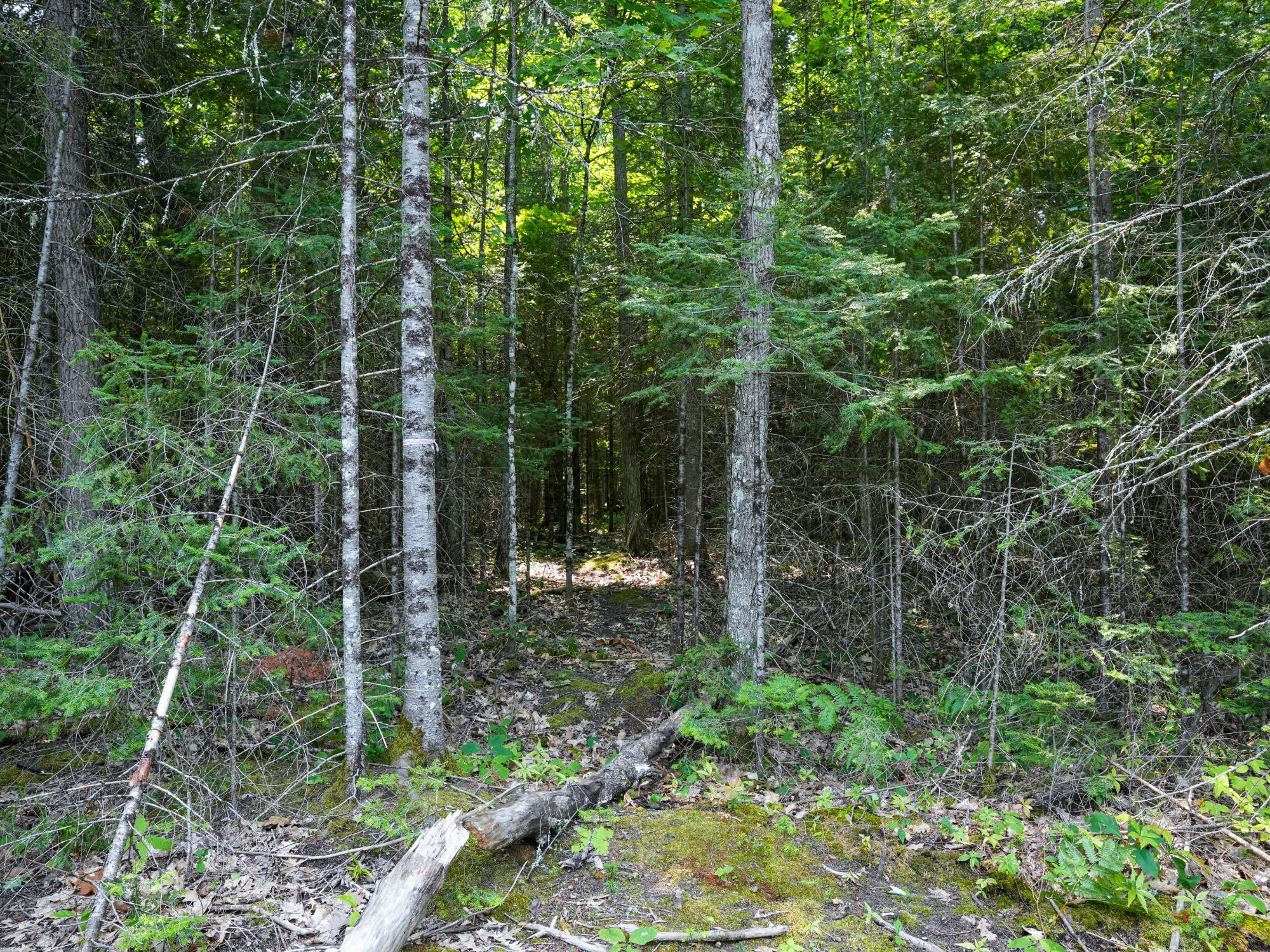 Lot 8 Hunters Ridge Road Phelps, WI 54554 - Photo 7 of 23