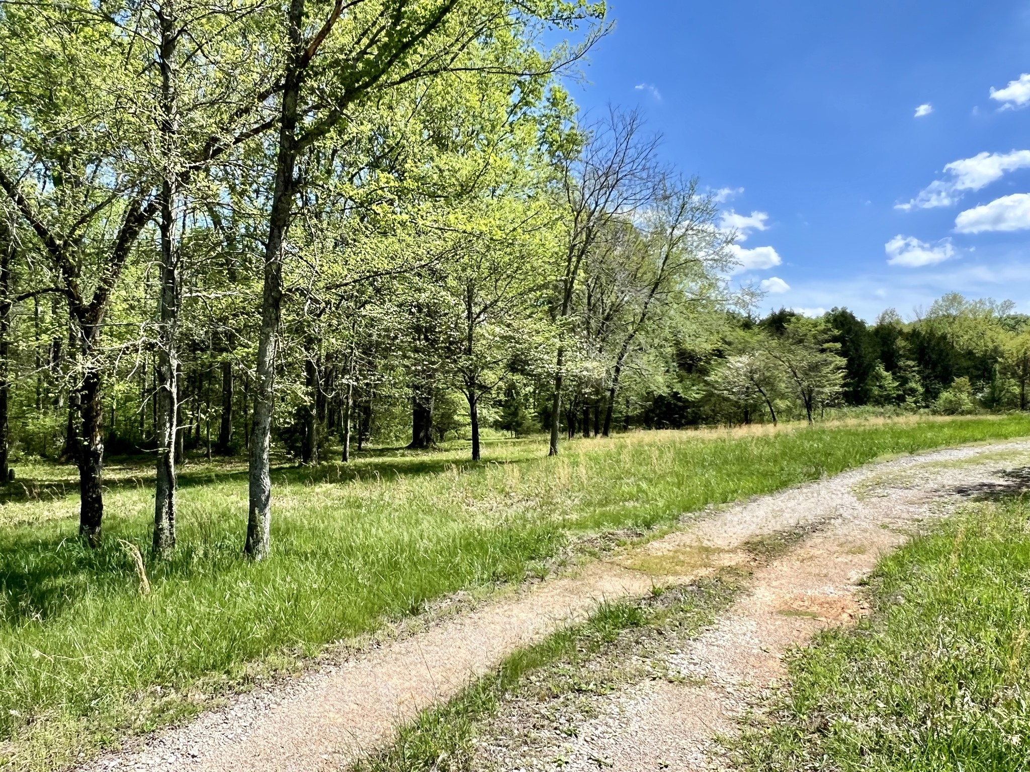 a view of a park with large trees
