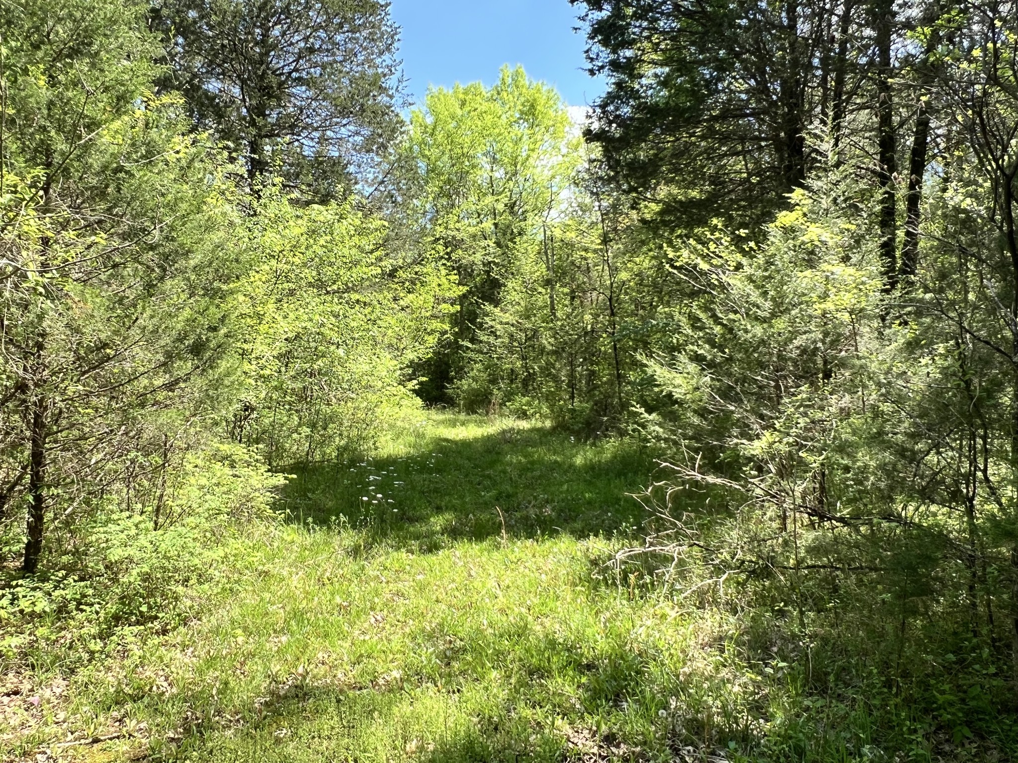 4552 Kedron Road Spring Hill, TN 37174 - Photo 14 of 21 a view of a garden