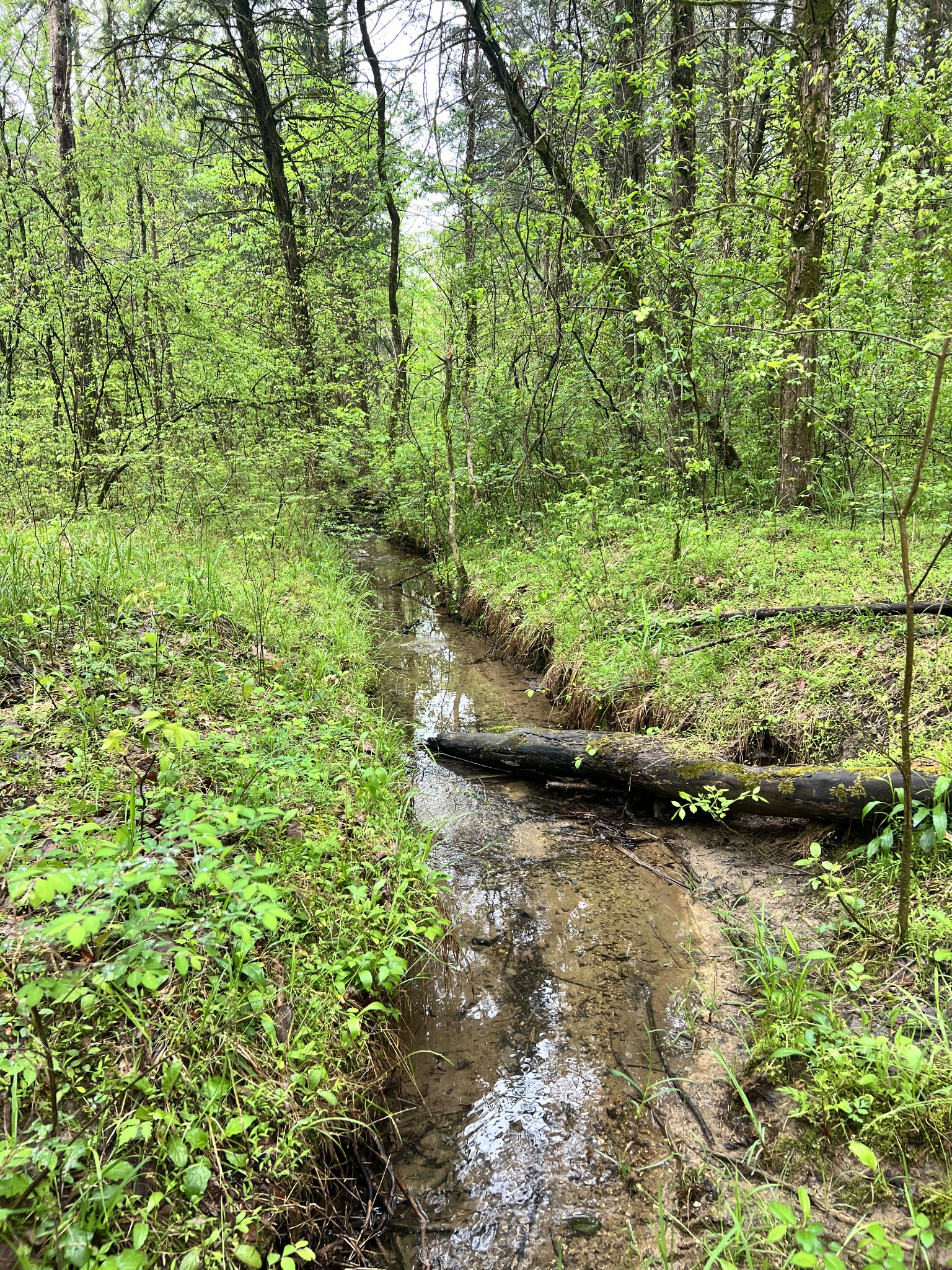 4552 Kedron Road Spring Hill, TN 37174 - Photo 16 of 21 a backyard of a house with lots of green space