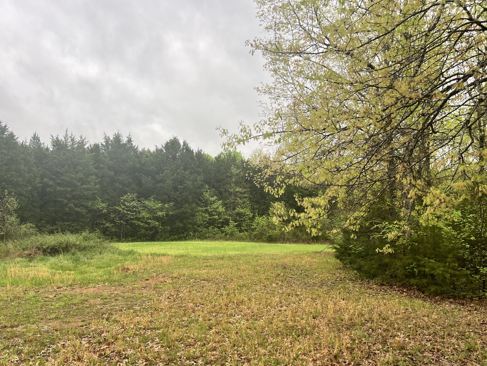 4552 Kedron Road Spring Hill, TN 37174 - Photo 17 of 21 a view of a yard with an trees