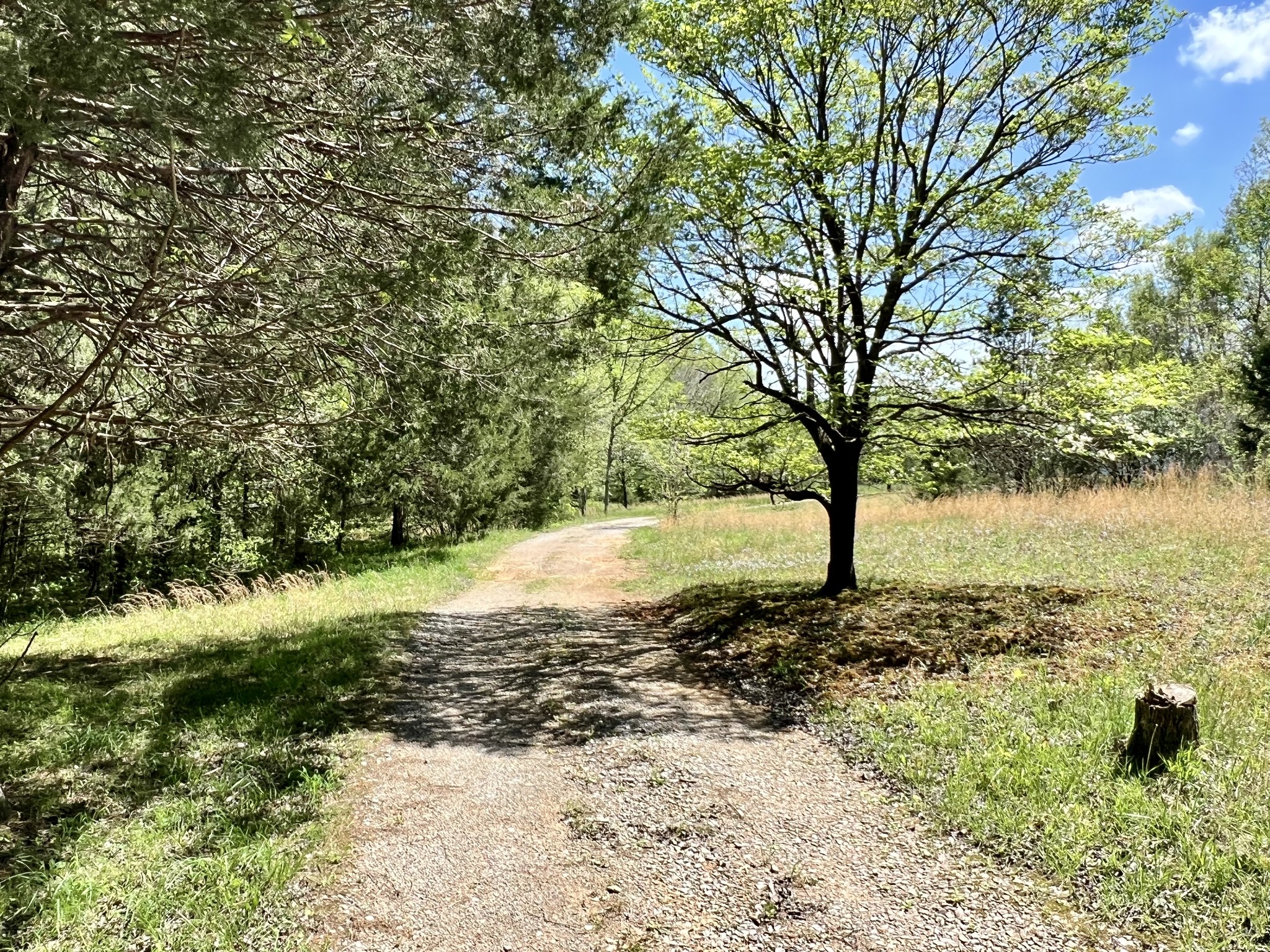 4552 Kedron Road Spring Hill, TN 37174 - Photo 3 of 21 a view of a yard with trees