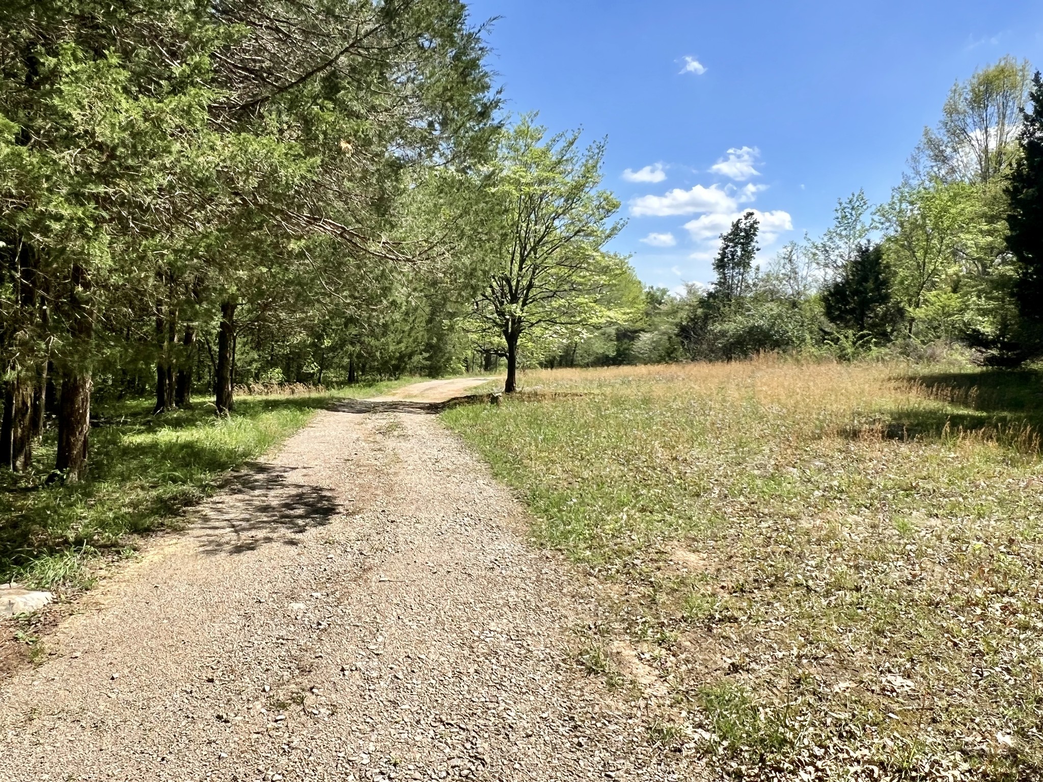 4552 Kedron Road Spring Hill, TN 37174 - Photo 4 of 21 a view of a yard with a tree