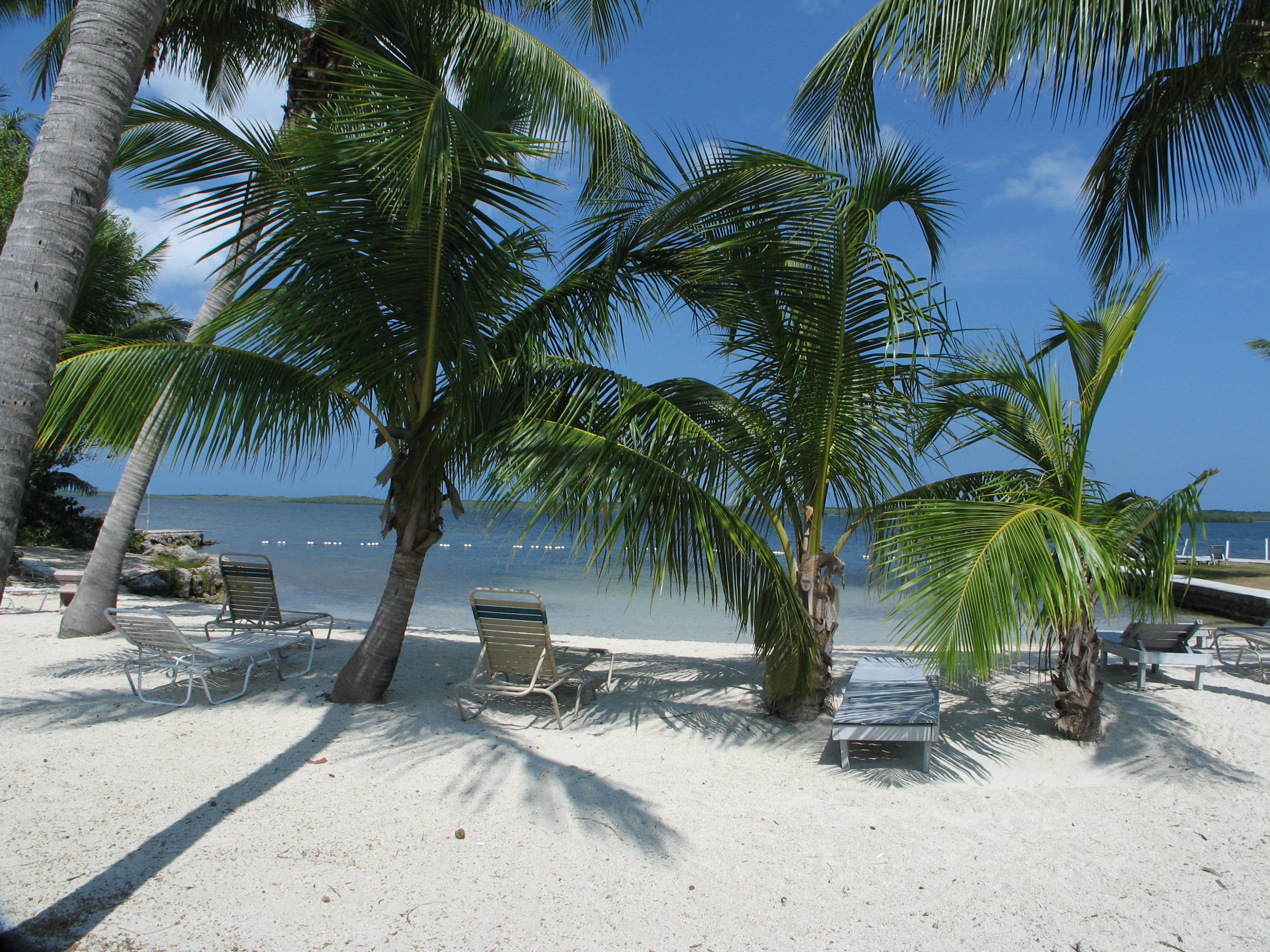 14 Jewfish Avenue Key Largo, FL 33037 - Photo 31 of 44 a view of outdoor space with palm trees