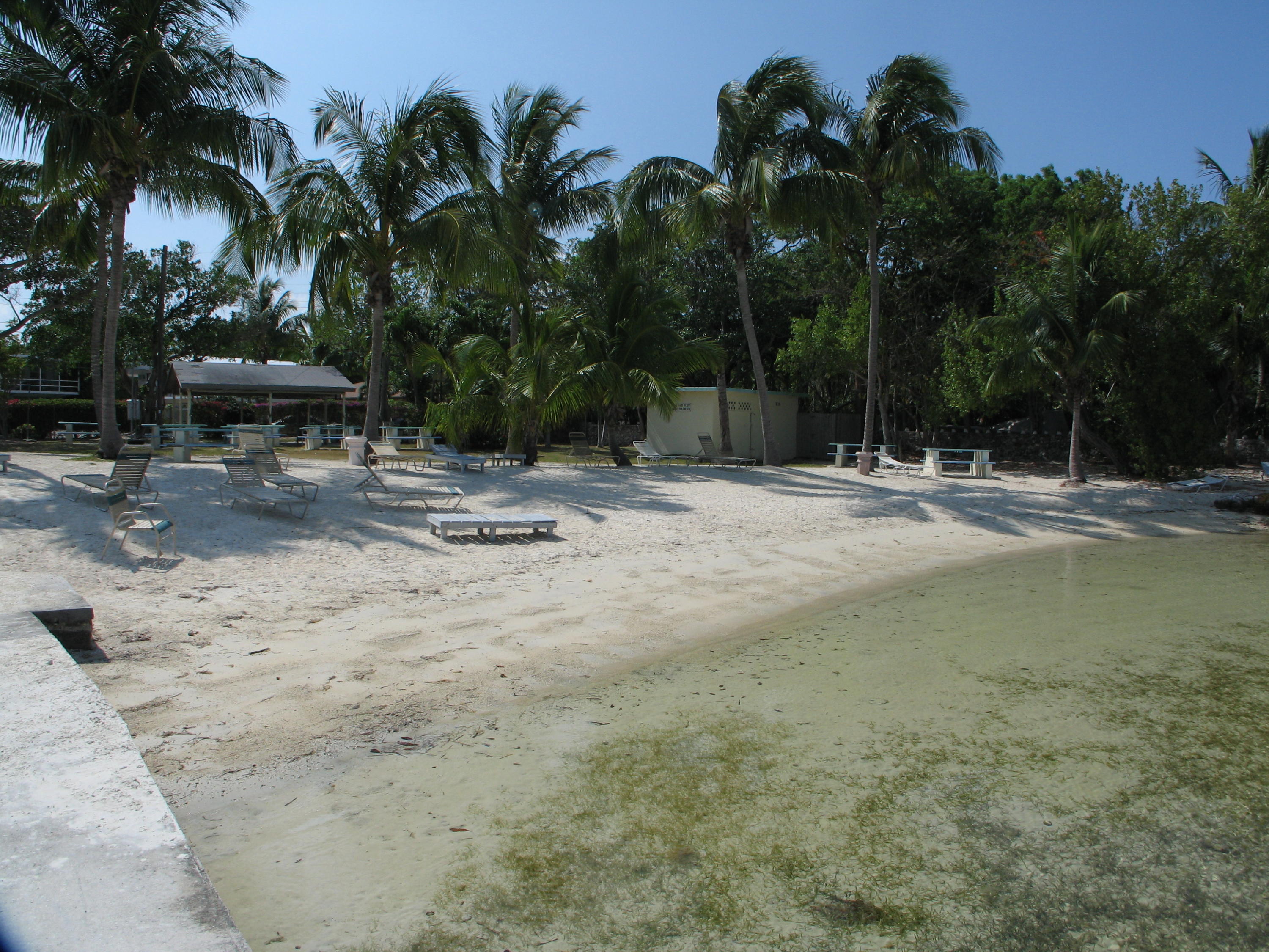 14 Jewfish Avenue Key Largo, FL 33037 - Photo 43 of 44 a row of palm trees with a yard