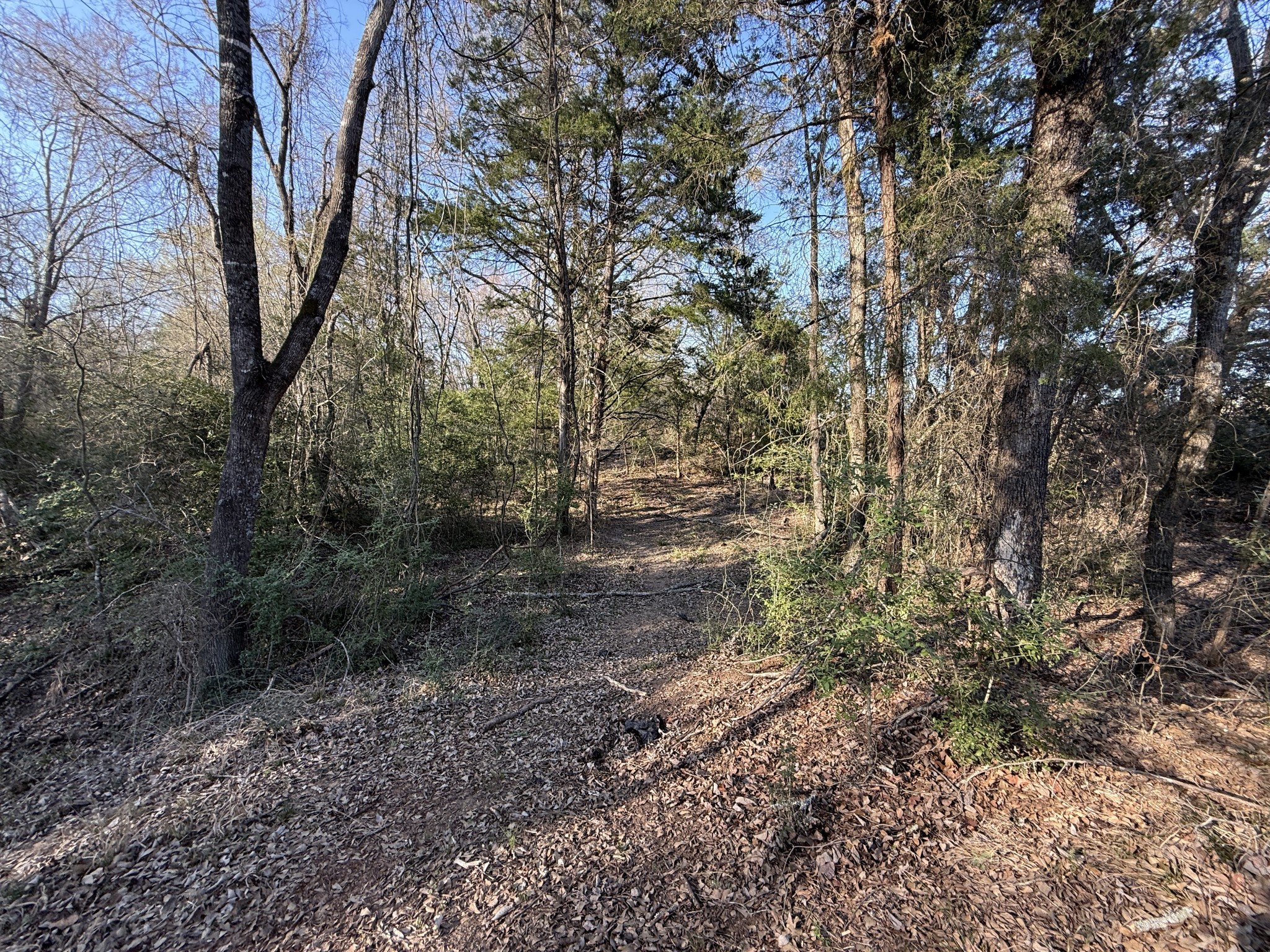 9 Fcr 445 Fairfield, TX 75840 - Photo 16 of 22 a view of a forest with trees
