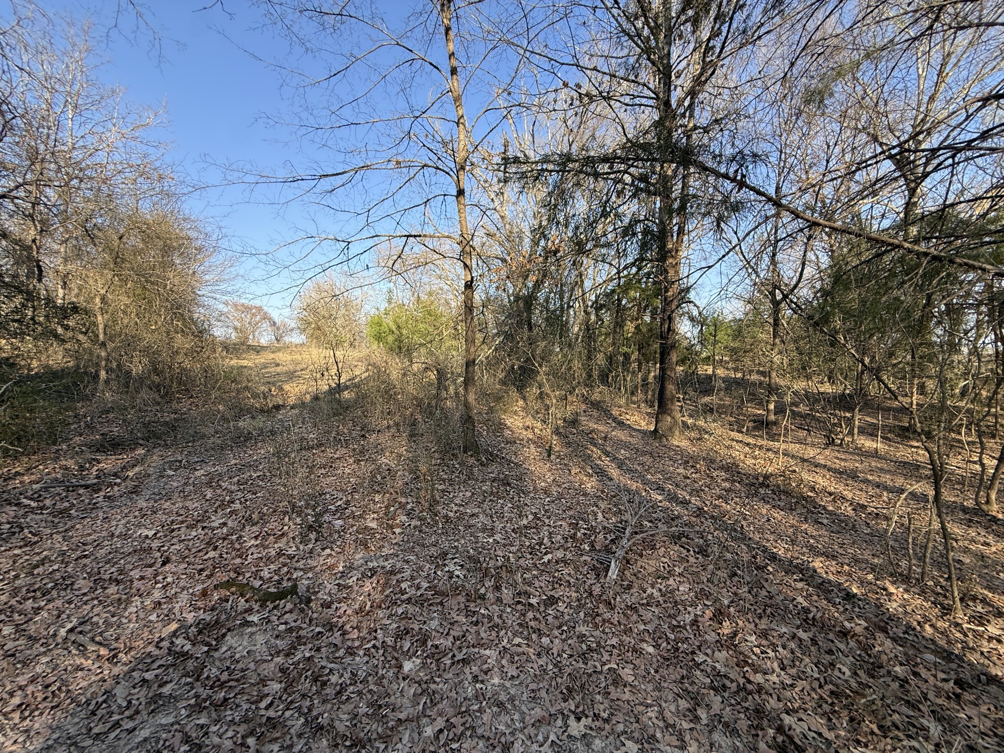 9 Fcr 445 Fairfield, TX 75840 - Photo 18 of 22 a view of forest